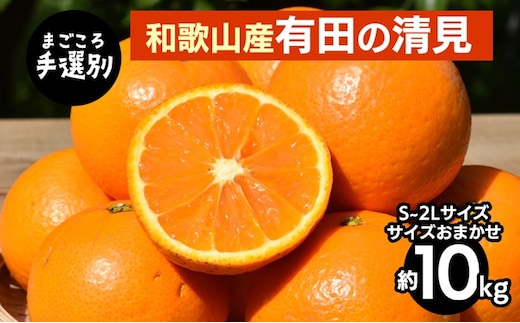 【まごころ手選別】和歌山産 有田の清見 10kg(S～2Lサイズ)サイズおまかせ ※2026年3月上旬～4月下旬頃に順次発送予定
