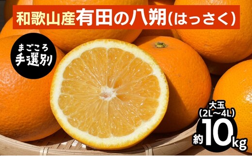 【まごころ手選別】有田のはっさく・10kg大玉(2L～4L) ※2026年1月上旬～3月下旬頃に順次発送予定