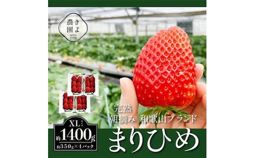 先行受付 大粒まりひめイチゴ 朝摘 6個～11個入×4パック ※2026年1月中旬～3月下旬頃に順次発送予定 ※離島への配送不可