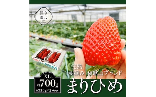 先行受付 大粒まりひめイチゴ 朝摘 6個～11個入×2パック ※2026年1月中旬～3月下旬頃に順次発送予定 ※離島への配送不可