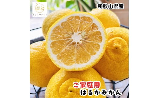 【人気柑橘】有田育ちの はるか みかん（訳あり 家庭用）7.5kg+200g(傷み補償分)