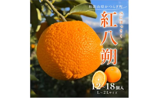 先行予約!紅はっさく 約5kg/12～18個入り(L～2Lサイズ)こだわり農家厳選! ※2026年1月下旬～2月下旬頃より順次発送予定