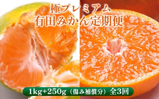 〈定期便〉【10・11・12月 全3回】極プレミアム 有田みかん定期便 1kg+250g （傷み補償分） ※北海道・沖縄・離島への配送不可