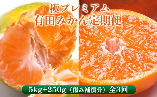 〈定期便〉【10・11・12月 全3回】極プレミアム 有田みかん定期便 5kg+250g （傷み補償分） ※北海道・沖縄・離島への配送不可
