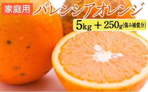 家庭用 バレンシアオレンジ5kg+250g（傷み補償分）
