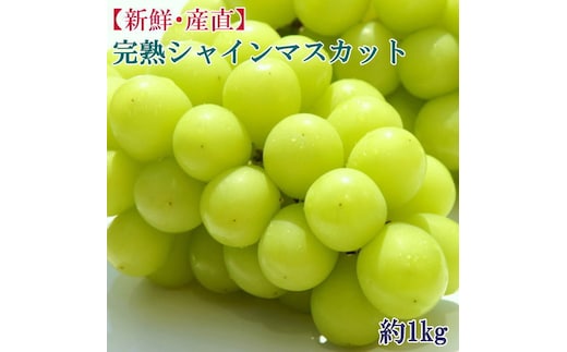 和歌山県産完熟シャインマスカット約1kg【2026年度発送分】