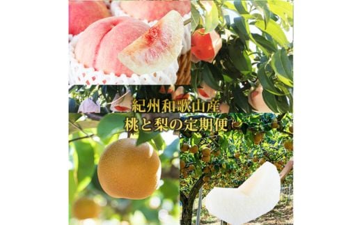 全2回 フルーツ定期便（桃3玉 8月、梨3玉 9月発送） ｜ 和歌山県産 モモ ナシ 旬 果物