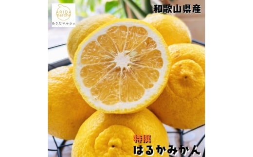 【特選】はるか 2kg ｜ 蜜柑 柑橘 果物 フルーツ くだもの 果実 国産 和歌山