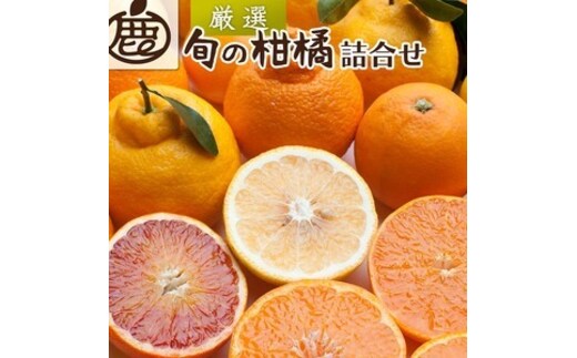＜1月より発送＞厳選 柑橘詰合せ10kg+250g（傷み補償分）｜有田の春みかん詰め合わせ・フルーツ詰め合せ・オレンジつめあわせ【光センサー選別】