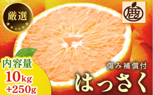 ＜1月より発送＞厳選 はっさく10kg+250g（傷み補償分） ｜ 八朔みかん ハッサク