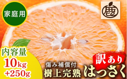＜4月より発送＞家庭用 樹上完熟はっさく10kg+250g（傷み補償分）有田の春みかん・五月八朔・さつきはっさく・木生りはっさく・きなりはっさく【光センサー選別】訳あり