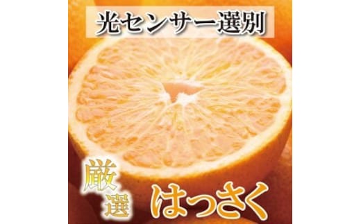 ＜4月より発送＞厳選 樹上完熟はっさく10kg+250g（傷み補償分）【有田の春みかん・五月八朔・さつきはっさく・木生りはっさく・きなりはっさく】【光センサー選別】