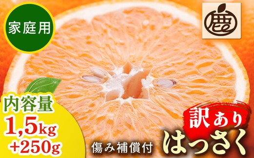 家庭用 はっさく1.5kg+250g（傷み補償分）