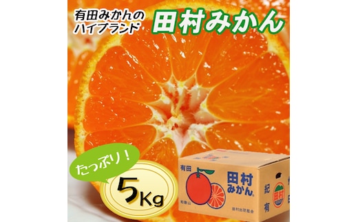 【先行予約】【秀品】田村みかん 和歌山有田 約5kg