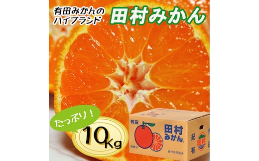 【先行予約】【秀品】田村みかん 和歌山有田 約10kg