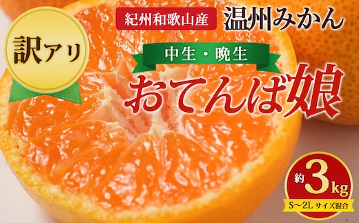 【先行予約】【訳あり】紀州和歌山産 温州みかん「おてんば娘」約3kg（箱込み）S～2L サイズ混合（中生・晩生）