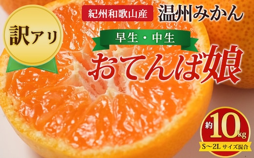 【先行予約】【訳あり】紀州和歌山産 温州みかん「おてんば娘」約10kg（箱込み）S～2L サイズ混合（早生・中生）