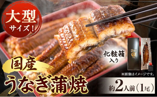 大型サイズ ふっくら柔らか国産うなぎ蒲焼き 約2人前(1尾) 化粧箱入 魚鶴商店《30日以内に出荷予定(土日祝除く)》 和歌山県 日高町 うなぎ 鰻 蒲焼き 国産使用---wsh_futsunap_30d_23_13000_1p---
