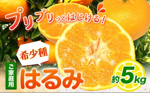 ご家庭用 はるみ 5kg +250g 傷み補償分 池田鹿蔵農園@日高町 《2月上旬-3月末頃出荷》 和歌山県 日高町 はるみ みかん 柑橘 フルーツ ご家庭用 訳あり 光センサー選別【配送不可地域あり】---wsh_idn329_2j3m_25_16000_5kg---