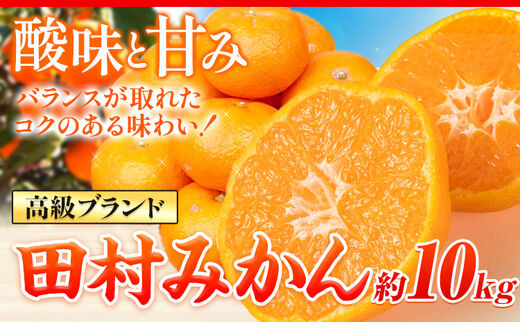 【先行予約】高級ブランド田村みかん 10kg 株式会社魚鶴商店《2025年11月下旬-2026年2月上旬頃出荷》 和歌山県 日高町 柑橘 フルーツ---wsh_uot93_11g2j_25_29000_10kg---