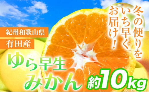 紀州和歌山有田産 ゆら早生みかん 約10kg 魚鶴商店《2026年10月中旬-11月上旬頃出荷》 和歌山県 日高町 みかん 早生 柑橘---wsh_utsywm_10c11j_25_17000_10kg---