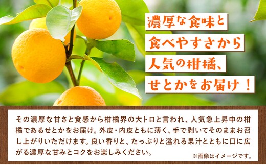 先行予約】家庭用 せとか 1.5kg+45g（傷み補償分）【柑橘・春みかんの