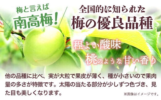 紀州南高梅 種ぬき 干し梅 5袋 おかざき酒店（日高町５）《90日以内に