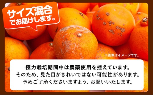 先行予約】家庭用 せとか 1.5kg+45g（傷み補償分）【柑橘・春みかんの