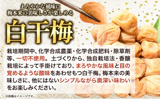 高級南高梅 白干梅 1kg 網代模様仕上紀州塗箱入り 澤株式会社《90日