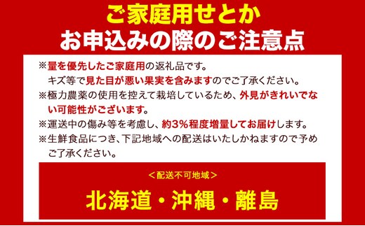 先行予約】家庭用 せとか 1.5kg+45g（傷み補償分）【柑橘・春みかんの