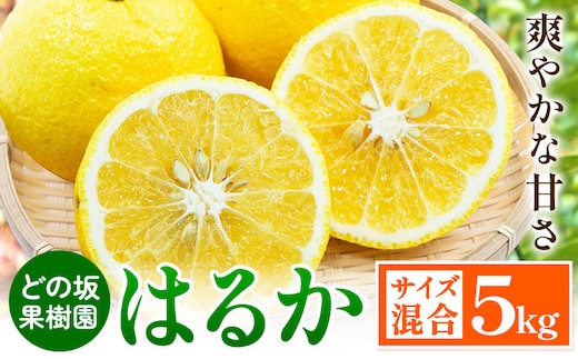 みかん はるか 約 5kg サイズ混合 どの坂果樹園《2027年3月上旬-5月下旬頃出荷》 和歌山県 日高町 はるか 旬 柑橘 フルーツ 果物---wsh_dsk6_ab35_24_12000_5kg---