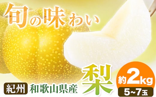 【先行予約】紀州和歌山県産の梨 約2kg 5～7玉 化粧箱入 魚鶴商店《8月中旬-9月上旬より発送予定(土日祝除く)》和歌山県 日高町 和歌山県産 梨 なし ナシ 贈り物 ギフト---wsh_uot49_8c9j_24_15000_2kg---