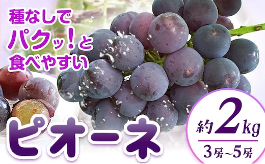 【先行予約】紀州和歌山産 ピオーネ 約2kg 3房-5房 魚鶴商店 《2026年8月下旬-9月下旬頃出荷》 和歌山県 日高町 フルーツ ぶどう 巨峰 2kg 和歌山県産 送料無料---wsh_cuot57_8g9j_25_20000_2kg---
