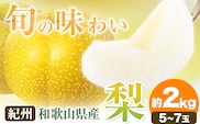 【先行予約】紀州和歌山県産の梨 約2kg 5～7玉 化粧箱入 魚鶴商店《8月中旬-9月上旬より発送予定(土日祝除く)》和歌山県 日高町 和歌山県産 梨 なし ナシ 贈り物 ギフト---wsh_uot49_8c9j_24_15000_2kg---