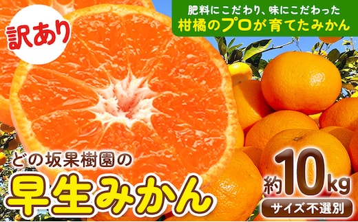 みかん 和歌山 訳あり 早生 みかん 10kg ( サイズ おまかせ ) どの坂果樹園《12月上旬-2027年2月上旬頃出荷》 和歌山県 日高町 産地直送 家庭用 規格外 不揃い 果物 柑橘 サイズ 不選別 訳ありみかん わけありみかん 送料無料---wsh_dsk55_12j2j_25_15000_10kg---