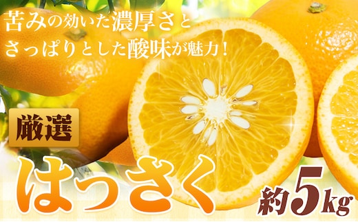 ＜1月より発送＞ 厳選 はっさく 5kg+250g（傷み補償分） 池田鹿蔵農園 日高町 《2026年1月上旬-3月末頃出荷》和歌山県 日高町 送料無料 はっさくみかん 八朔 はっさく ギフト【配送不可地域あり】---wsh_idn316_1j3m_25_13000_5kg---