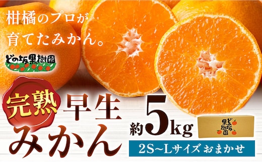 早生 みかん 約 5kg (2S～Lサイズ) どの坂果樹園《12月上旬-2027年2月上旬頃出荷》 和歌山県 日高町 みかん 早生 旬 柑橘 フルーツ 果物 蜜柑 ミカン 先行予約 ---wsh_dsk52_12j2j_25_10000_5kg---みかん早生みかん和歌山みかんわかやまみかんみかん日高川みかん