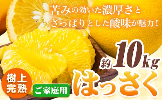 樹上完熟 ご家庭用 訳あり はっさく 八朔 みかん 10kg ＋250g (傷み補償分) 池田鹿蔵農園 @日高町《4月上旬-5月末頃出荷》和歌山県 日高町 送料無料 はっさくみかん 家庭用 光センサー選別 訳あり八朔 訳ありはっさく【配送不可地域あり】---wsh_idn346_4j5m_25_19000_10kg---