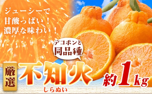 厳選 不知火 約1kg+250g（傷み補償）【デコポンと同品種】 池田鹿蔵農園@日高町（池田農園株式会社）《2月上旬-3月末頃出荷》和歌山県 日高町---wsh_idn330_2j3m_25_8000_1kg---