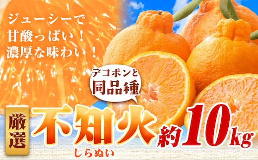 厳選 不知火 約10kg+250g（傷み補償分）【デコポンと同品種・人気の春みかん】【光センサーで食べ頃出荷】 池田鹿蔵農園@日高町（池田農園株式会社）《2月上旬-3月末頃出荷》和歌山県 日高町【配送不可地域あり】---wsh_idn347_2j3m_25_30000_10kg---