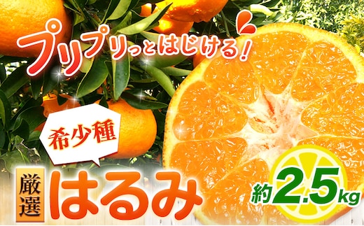 ＜2月より発送＞厳選 はるみ 2.5kg+250g（傷み補償分） 池田鹿蔵農園 日高町《2月上旬-3月末頃出荷》和歌山県 日高町 はるみ みかん 柑橘 フルーツ デコポンの姉妹品種 光センサー選別【配送不可地域あり】---wsh_idn325_2j3m_25_12000_2500g---