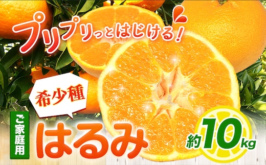 ご家庭用 はるみ 10kg+250g 傷み補償分 池田鹿蔵農園@日高町 《2月上旬-3月末頃より出荷予定》 和歌山県 日高町 はるみ みかん 柑橘 フルーツ ご家庭用 訳あり 光センサー選別【配送不可地域あり】---wsh_idn256_2j3m_25_26000_10kg---