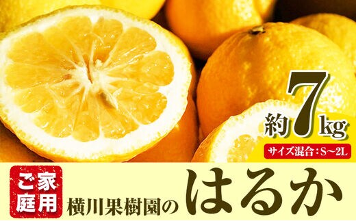 はるか 約7kg S～2L 家庭用 サイズ混合 横川果樹園《2月上旬-3月中旬頃出荷》 和歌山県 日高川町 はるか みかん 果物 柑橘 フルーツ 送料無料---wshg_ykk8_2j3c_24_14000_7kg---