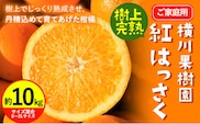 【ふるさと納税】【先行予約】樹上完熟 紅はっさく 約10kg S～3L 家庭用 サイズ混合 横川果樹園 《2026年4月上旬-5月上旬頃出荷》 和歌山県 日高川町 みかん 完熟 柑橘 フルーツ 八朔 はっさく 送料無料---wshg_ykk5_4j5j_24_17000_10kg---