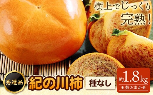 希少 紀の川柿 約1.8kg（種無し）秀選品 厳選館 【先行予約】《2026年10月上旬-11月上旬頃出荷》 和歌山県 日高川町 柿 カキ かき ジューシー フルーツ---wshg_tmt250_10j11j_25_13000_2kg---