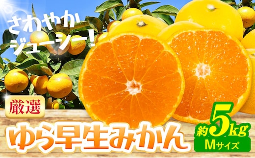 ＜2026年出荷先行予約＞みかん ゆら早生みかん 厳選 5kg Mサイズ GOGO農園《2026年10月上旬-11月末頃出荷》 和歌山県 日高川町 ゆら早生みかん みかん 早生 柑橘 蜜柑 フルーツ 送料無料---wshg_gof27_10j11m_26_11000_5kg---