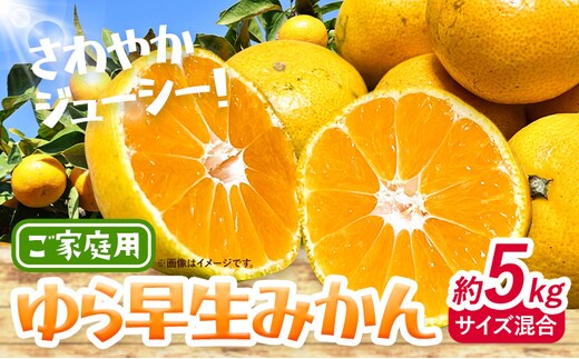 ＜2026年出荷先行予約＞みかん ゆら早生みかん ご家庭用 5kg サイズ混合 GOGO農園《2026年10月上旬-11月末頃出荷》 和歌山県 日高川町 ゆら早生みかん みかん 早生 柑橘 蜜柑 フルーツ 送料無料---wshg_gof30_10j11m_26_10000_5kg---
