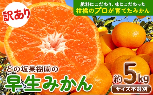 訳あり 早生 みかん 5kg ( サイズ 不選別 ) どの坂果樹園《12月上旬-2月上旬頃出荷》 和歌山県 日高川町 みかん ご家庭用 訳ありみかん わけありみかん---wshg_dsk75_12j2j_25_8000_5kg---