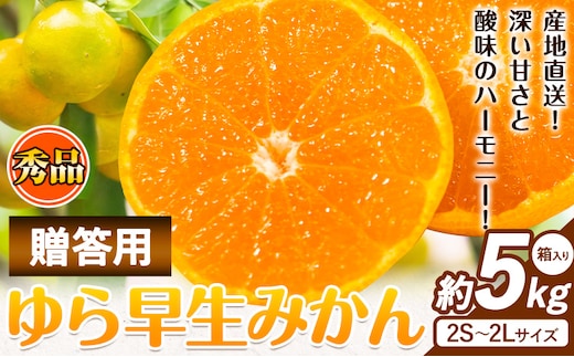 【先行予約】秀品 贈答用 ゆら 早生みかん 約 5kg (2S～2Lサイズ) 笑いの里のTommyファーム《2026年10月中旬-11月末頃出荷》和歌山県 日高川町 みかん 早生 贈答用 旬 柑橘 フルーツ 果物 ミカン 柑 産地直送 箱入り ギフト---wshg_wtf2_bc10_23_13000_5kg---