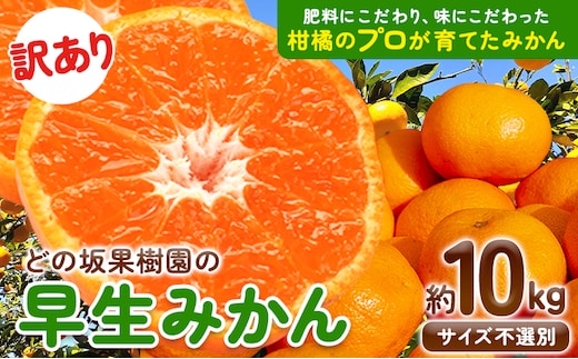 訳あり 早生 みかん 10kg ( サイズ 不選別 ) どの坂果樹園《12月上旬-2月上旬頃出荷》 和歌山県 日高川町 みかん ご家庭用 訳ありみかん わけありみかん---wshg_dsk76_12j2j_25_13000_10kg---｜